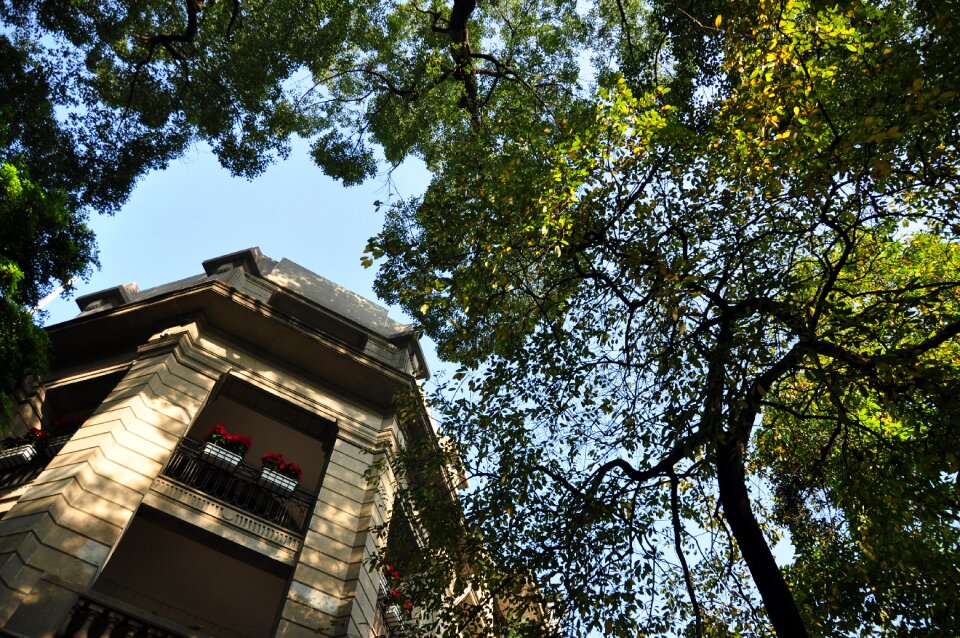 Trees construction sky