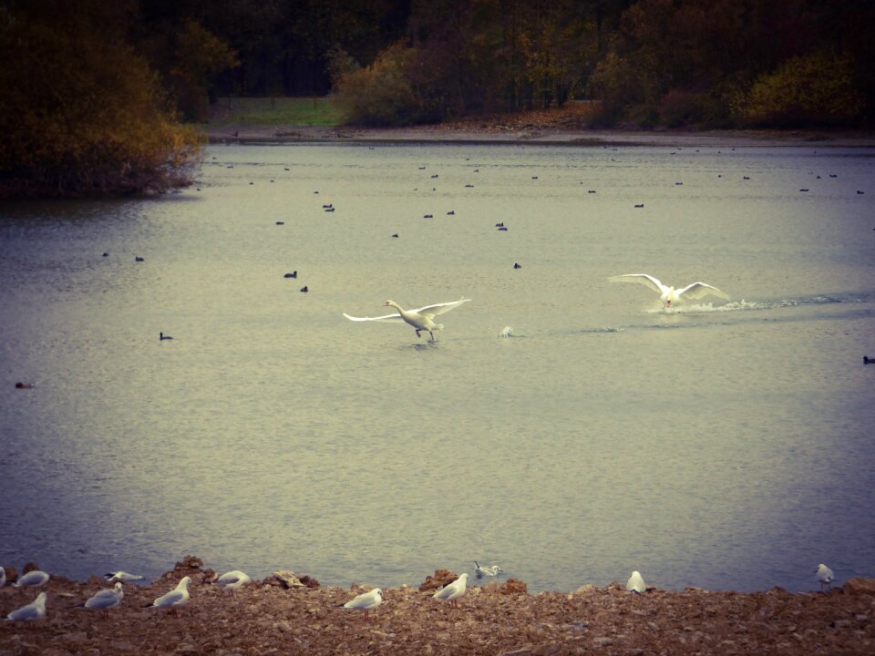 Paderborn lake birds