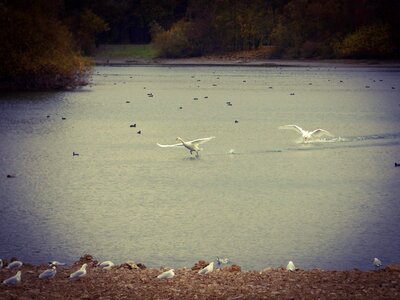 Paderborn lake birds