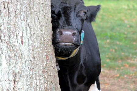 Animal dairy cattle photo