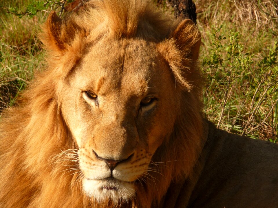 Botswana wildcat predator photo