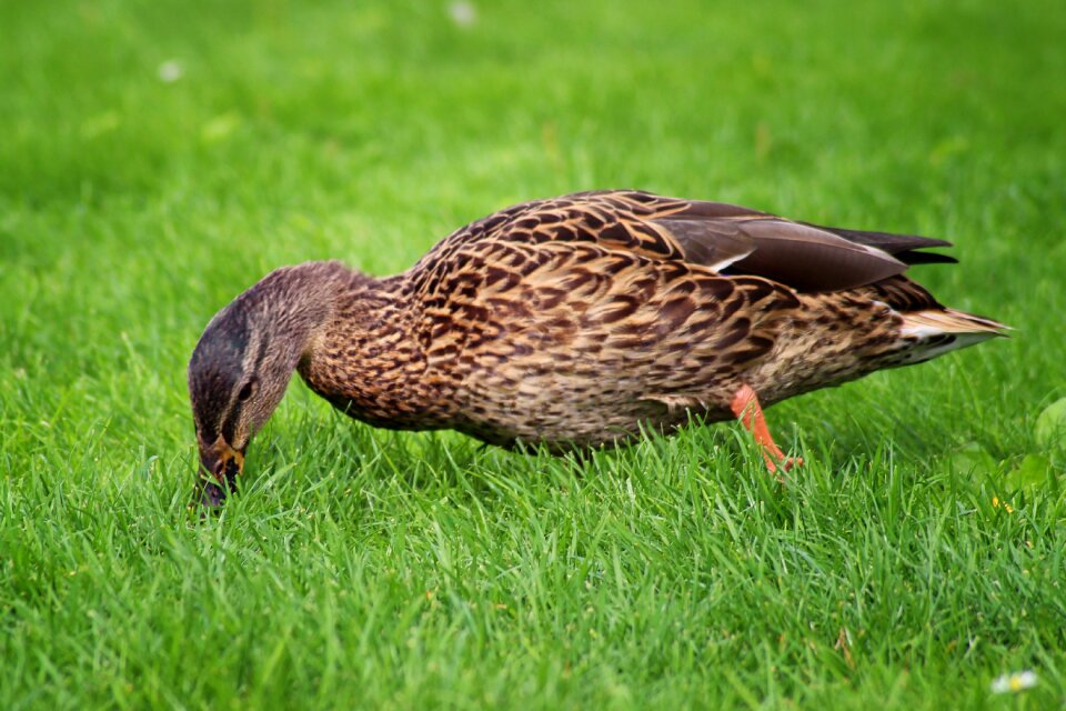 Water bird nature bird
