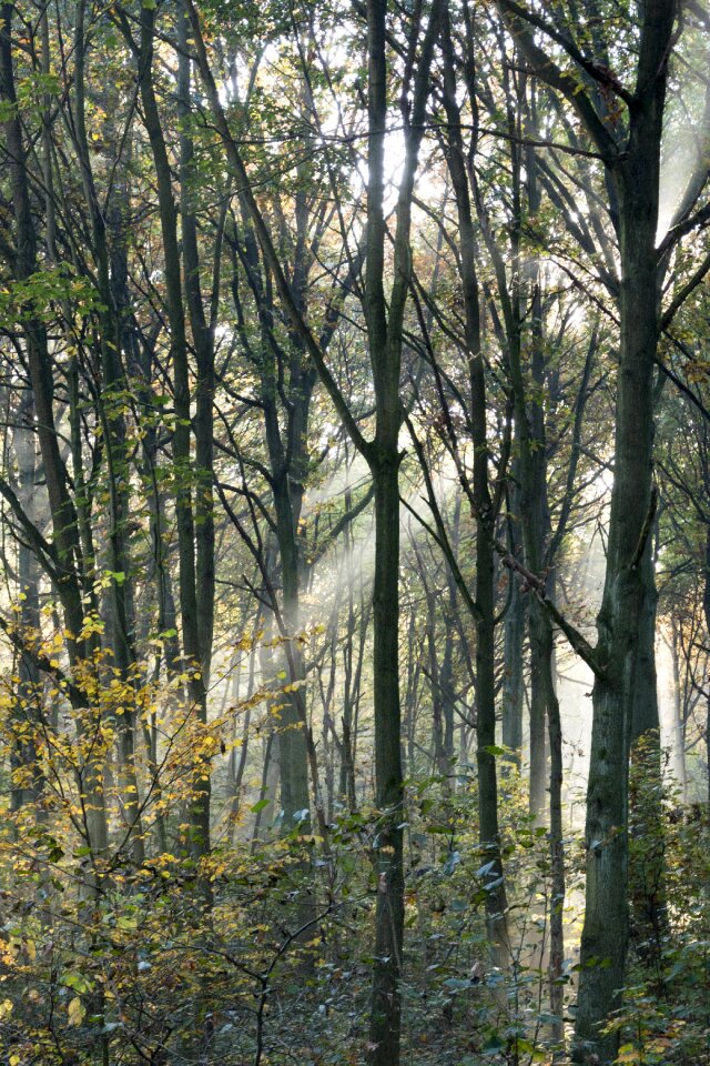 Autumn beams rays photo