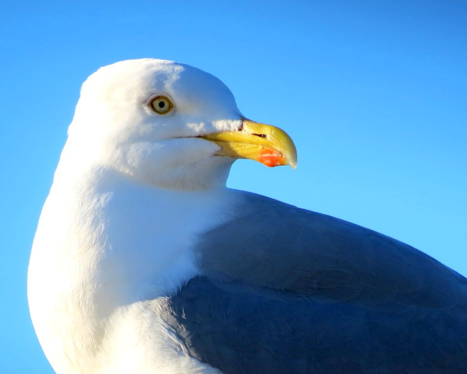 Feathers gull fauna