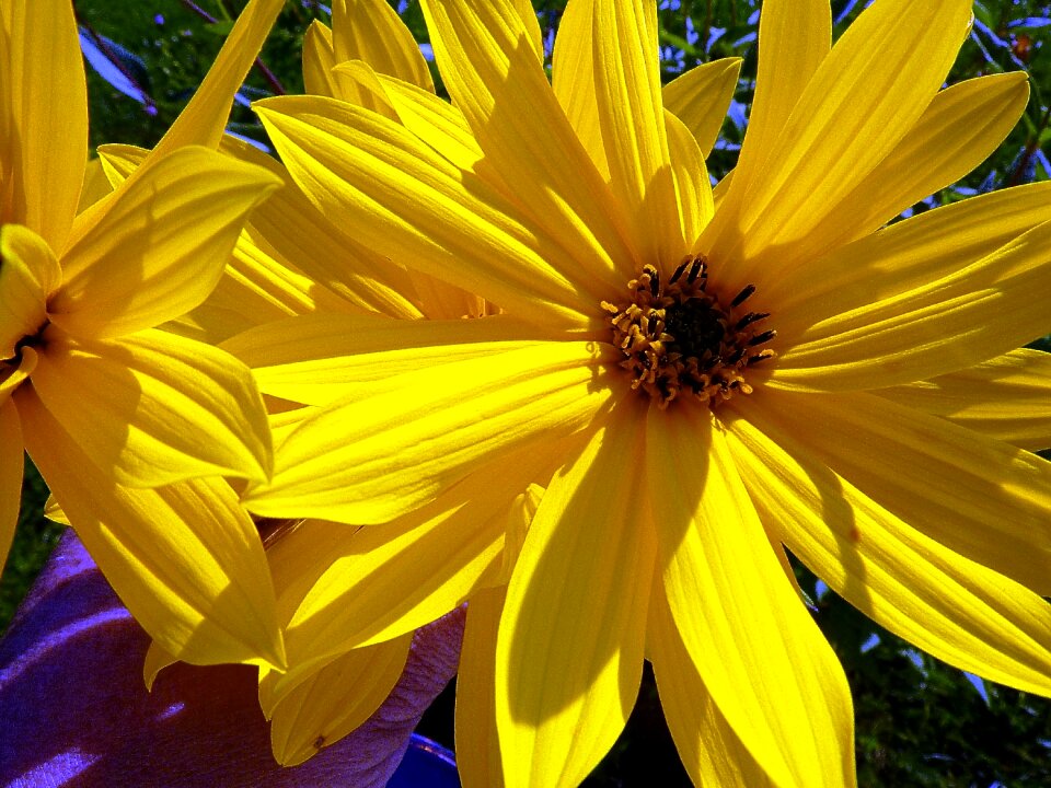 Yellow flower close up autumn flowers photo