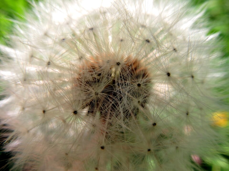 Dandelion flowers seeds