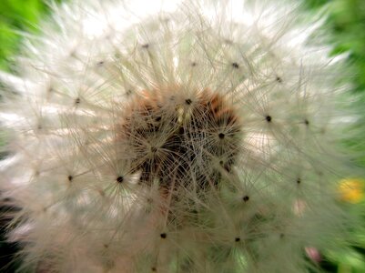 Dandelion flowers seeds