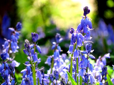 Bluebell flowers blue