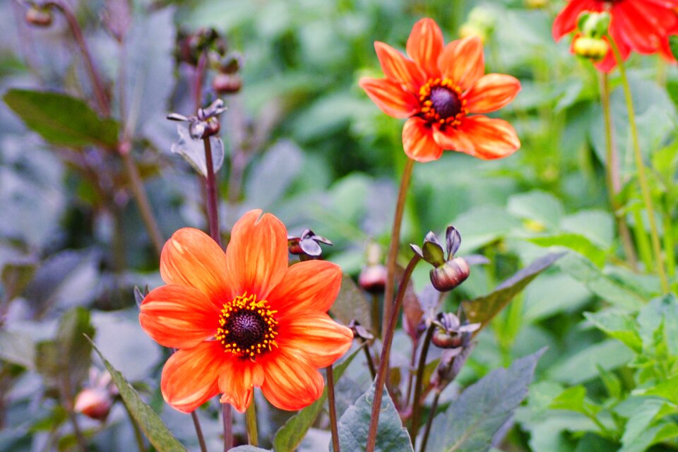 Late summer dahlia garden flower