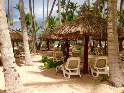 Paradise beach palms photo