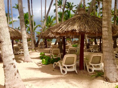 Paradise beach palms