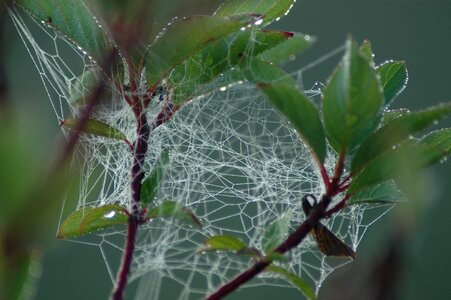 Drops dew bush