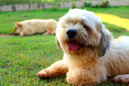 Pet domestic animals dog breed
