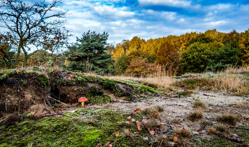 Nature autumn forest photo