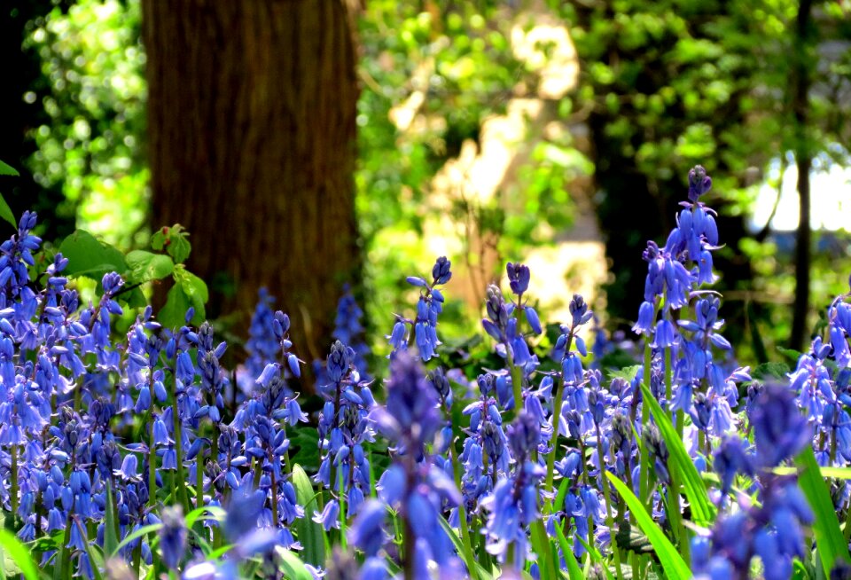 Bluebell flowers blue