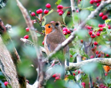 Animal rubecula erithacus photo