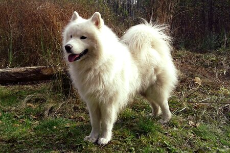 Nature spitz white