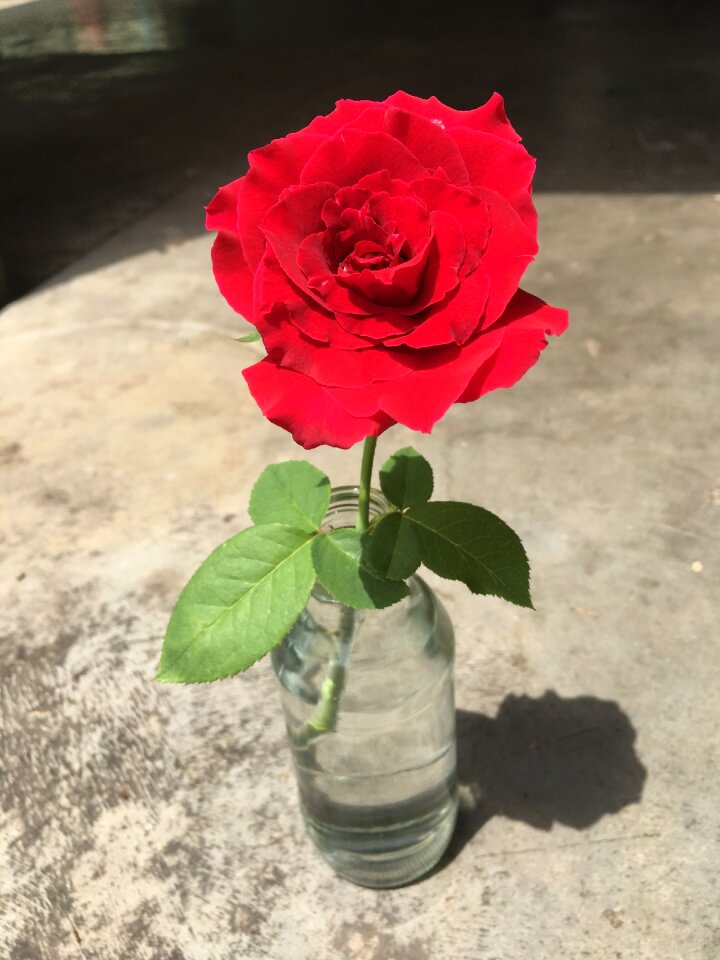 Flower pottle outdoors