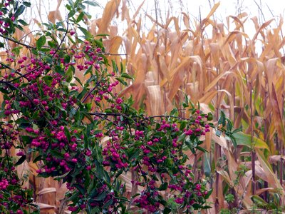 Harvest agriculture cereals