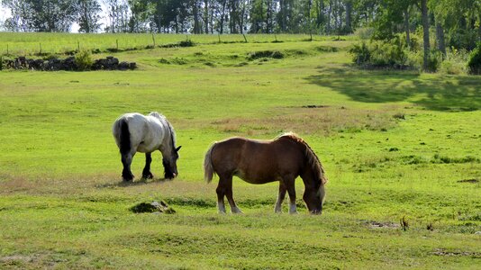 Sweden peaceful graze