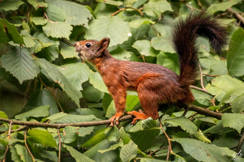 Foraging garden sciurus