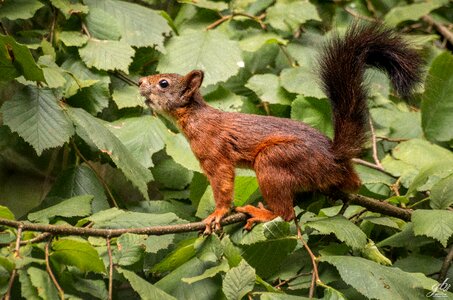 Foraging garden sciurus
