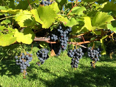 Vineyard red grapes
