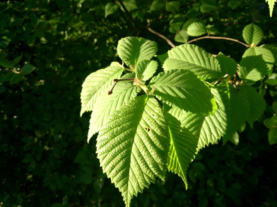 Nature sunbeam summer