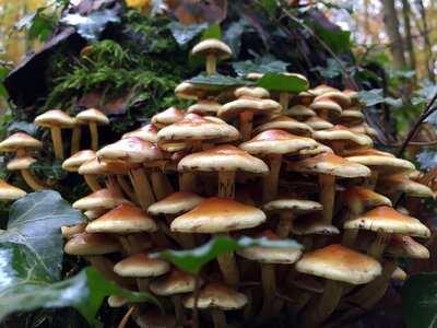 Nature tree fungus mushrooms on tree photo