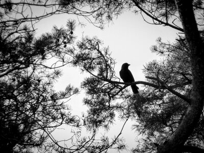 Bird branches raven bird photo