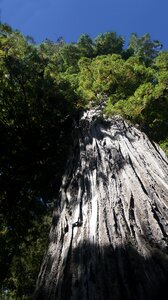 Redwood california sequoia trees photo