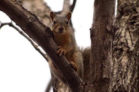Brown wildlife furry
