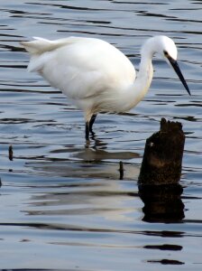 Feathers water estuary