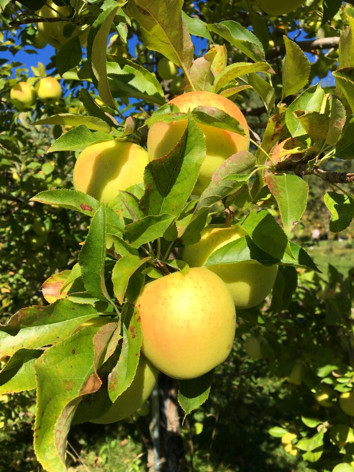 Apple tree apple orchard