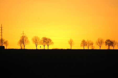 Sunset trees silhouettes photo