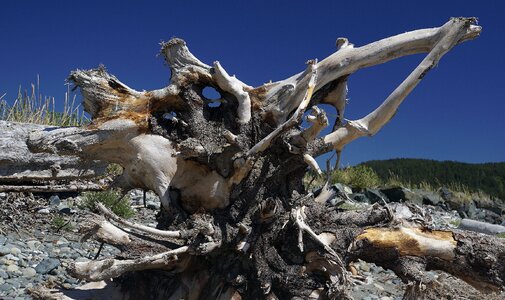 Vancouver island canada driftwood photo