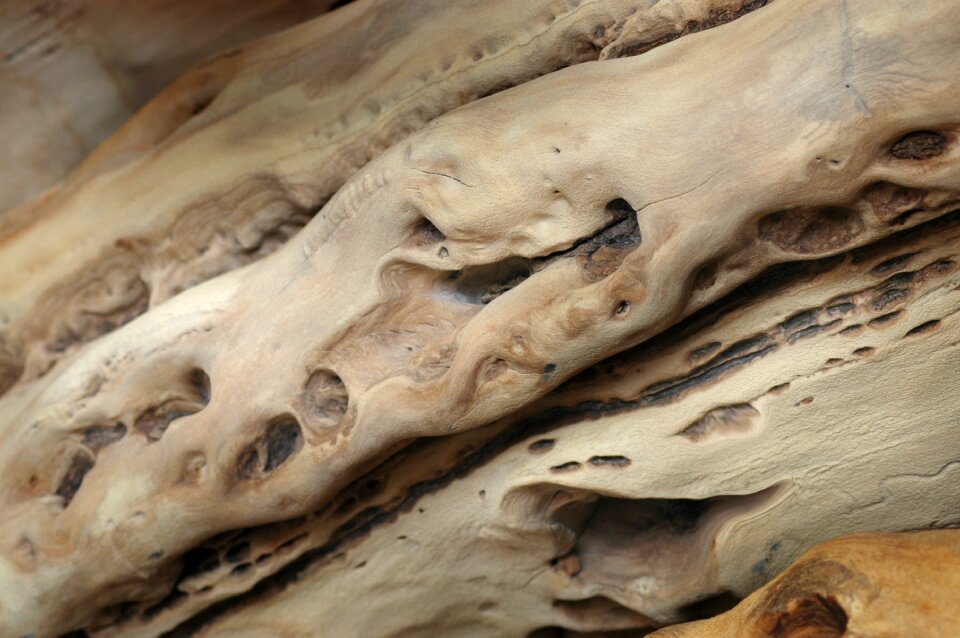 Wood defects tribes