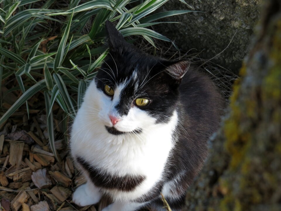 Pet domestic cat mieze