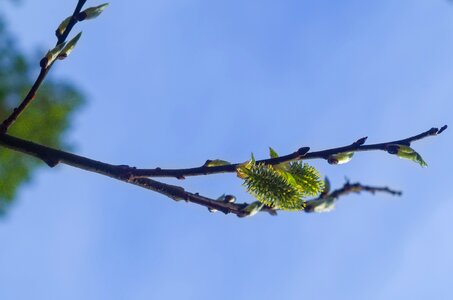 Branch sun catkins