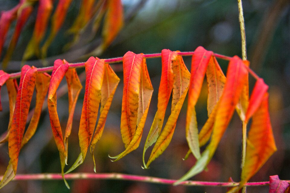 Autumn leaves golden autumn