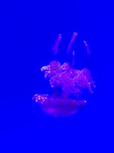 Aquarium medusa photo