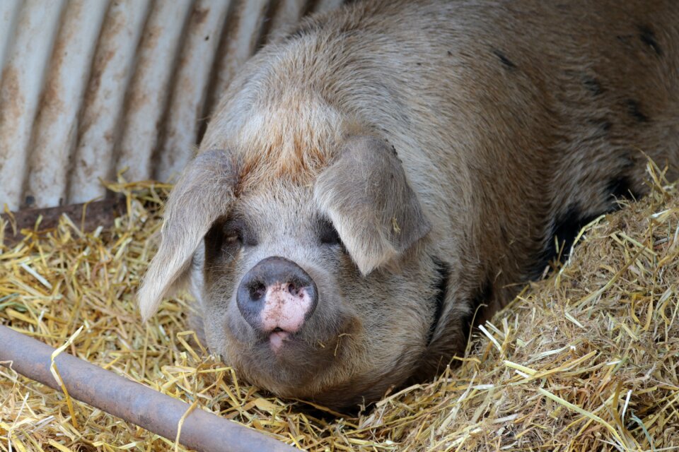 Agriculture swine livestock