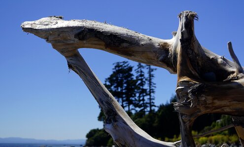 Vancouver island sooke driftwood