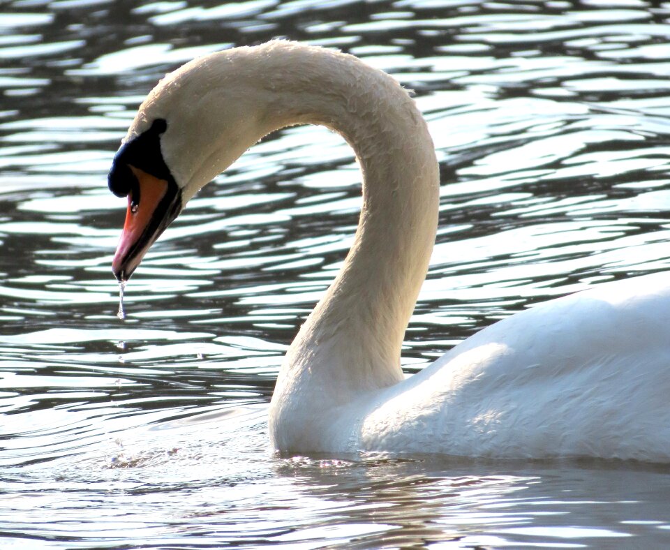 Feathers water estuary