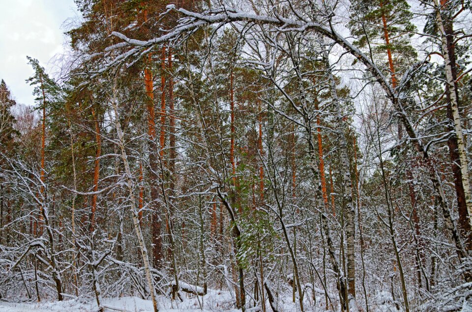 Nature landscape trees photo