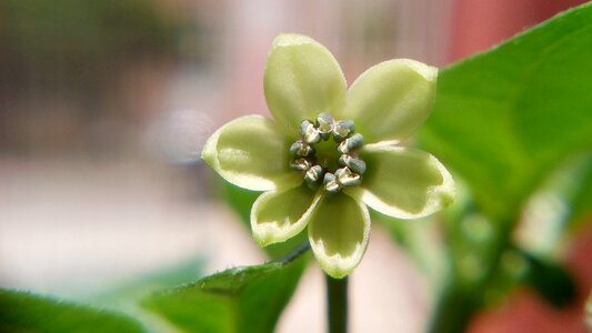 Flower pepper habanero