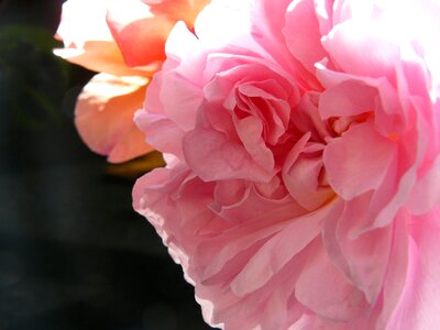 Flower rose gentle