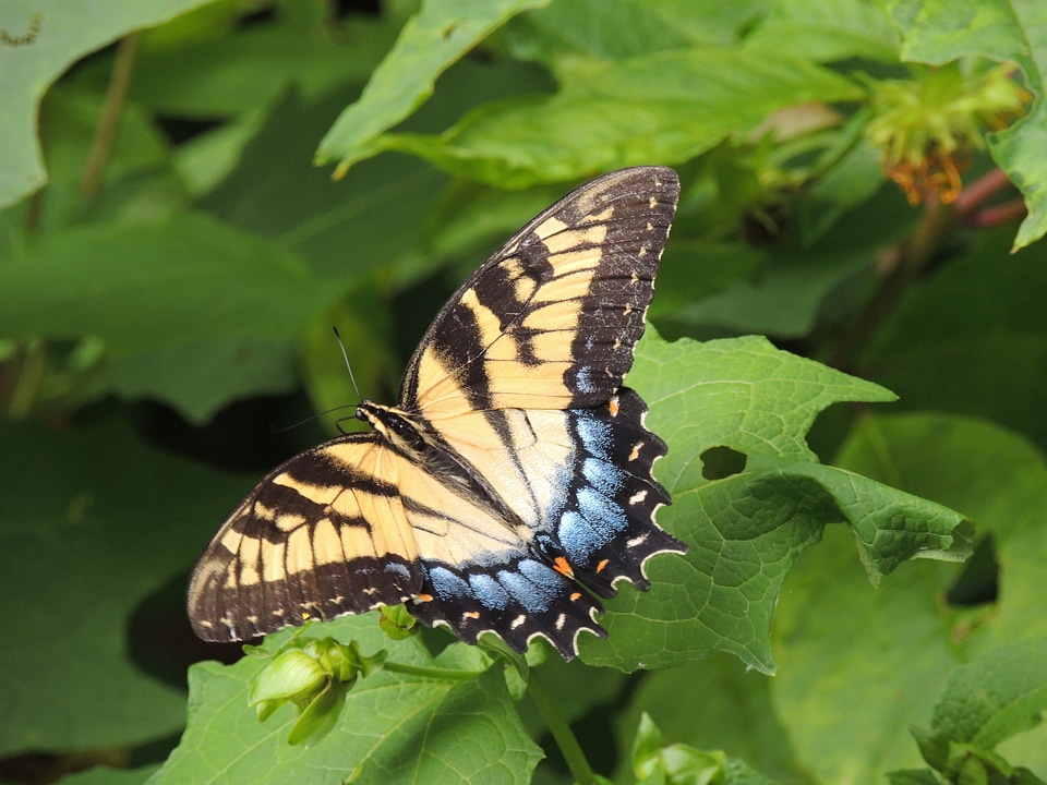 Nature wilderness wings