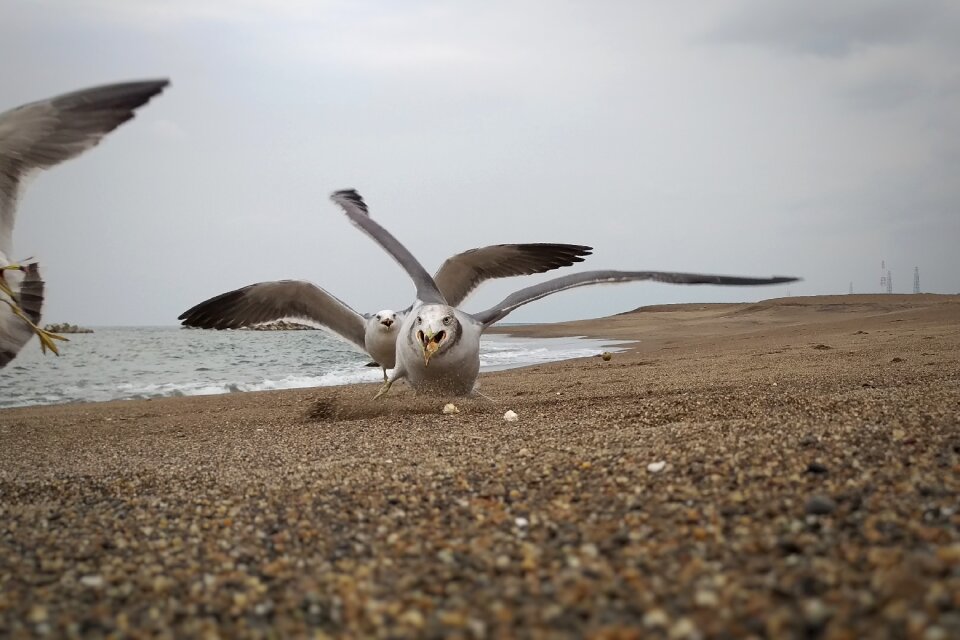 Seabird wild birds wild animal
