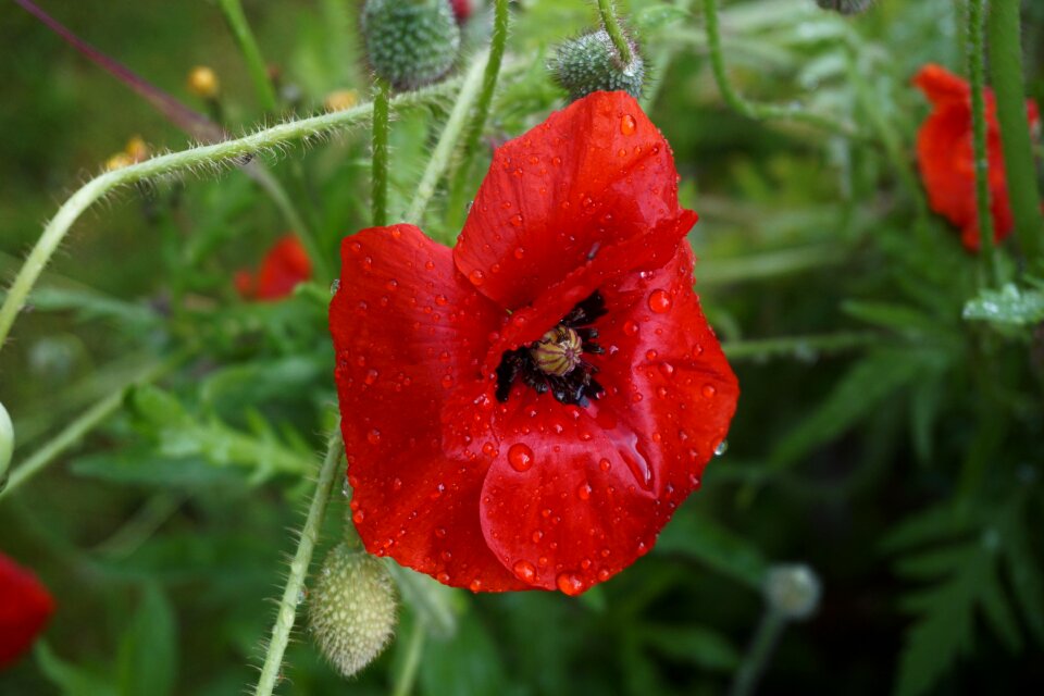 Summer country wild flowers